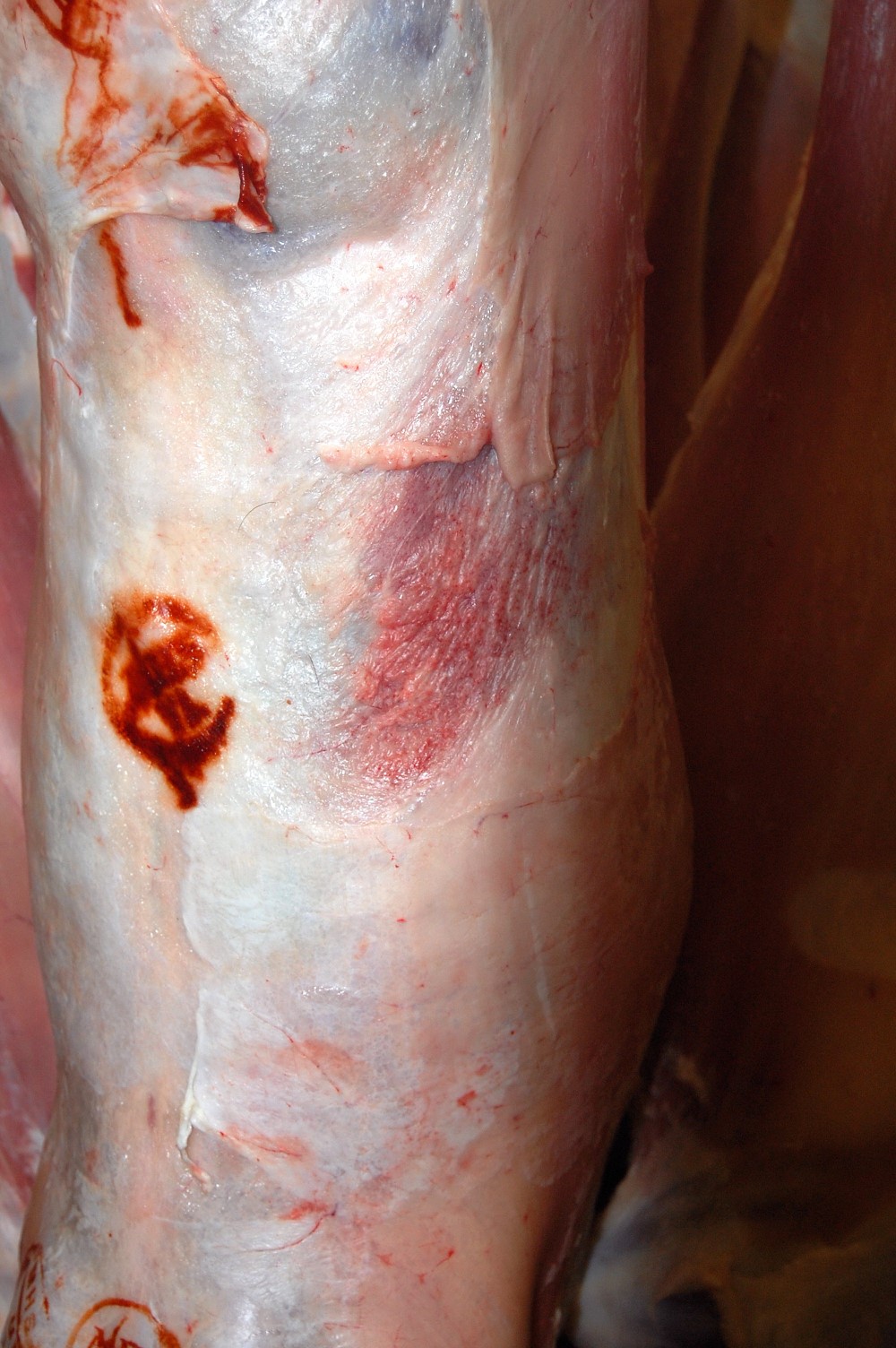 A lamb carcase which has bruising. 